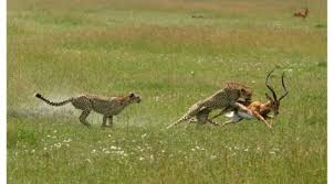 حق دادنی است یا گرفتنی